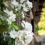 Διαμέρισμα Promegggut Saint Wolfgang