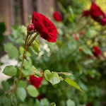 Promegggut Διαμέρισμα