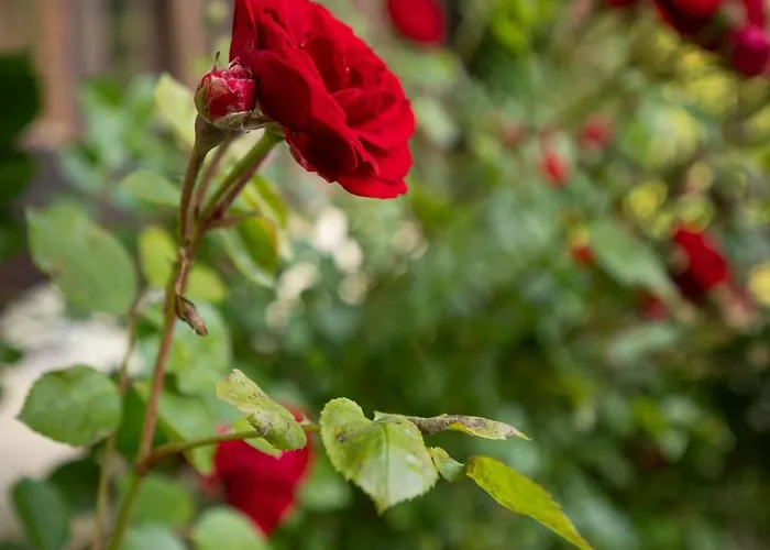 Promegggut Apartmán